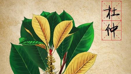 广西柳州市甘蔗预计增产53万吨“panda sports”(图1) 熊猫体育