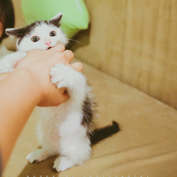 【xiongmao体育】疫情过后 汽车市场会不会出现心动“狠角色”?(图1) panda sports