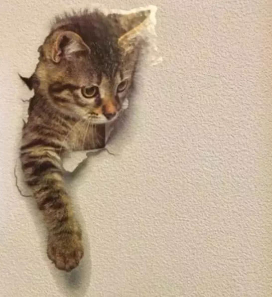 panda sports:白丁香(图3) xiongmao体育